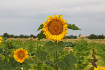 Sticker - Blooming Sunflowers in the farm field against a grey sky