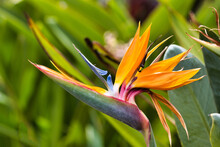 Close-up Of An Orange Bird Of Paradise Ablaze With Vibrant Color.