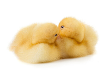 two little ducklings sleep close together on white background.