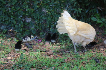 Closeup of a mother chicken with its baby chick in the garden.