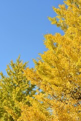 Wall Mural - blue sky and yellow leaves of ginkgo