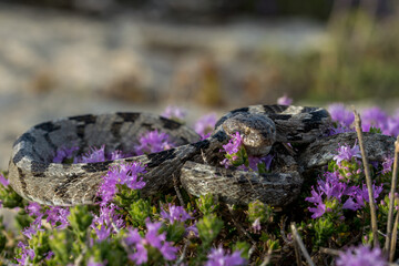 Poster - A European Cat Snake, or Soosan Snake, Telescopus fallax, curled up on Mediterranean Thyme in Malta.