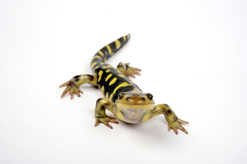 Poster - Tiger salamander // Tigersalamander (Ambystoma tigrinum)