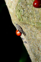 Baby Red Ladybug And The Cocoon On Bark