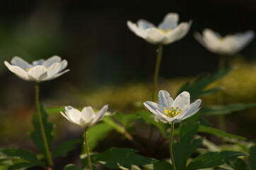 Wall Mural - Wood anemones in sunny spring day.