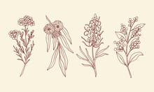 Hand Drawn Waxflower, Blue Gum Eucalyptus, Grevillea, Wattle. Sketch Australian Native Flowers And Plants. 