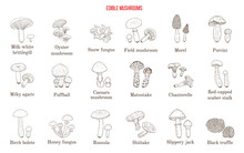 Vector Collection Of Hand Drawn Edible Mushrooms