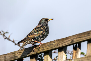 Wall Mural - Common Starling (Stunus vulgaris) bird perched on a fence which is found in the UK and Europe, stock photo image