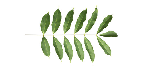 Wall Mural - Isolated a single fresh spondias mombin or hog plum leaf with clipping paths.