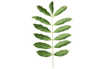 Wall Mural - Isolated a single fresh spondias mombin or hog plum leaf with clipping paths.