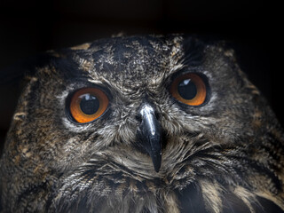 Sticker - Cape eagle owl bubo capensis african bird