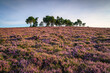 Heather covered Hepburn Moor, is located near Chillingham, north Northumberland in the North East of England and is covered in blooming heather during summer