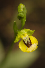 Vertical shot of a beautiful yellow bee orchid, outdoors