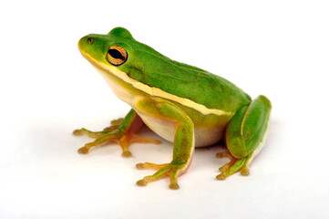 Canvas Print - American green tree frog // Karolina-Laubfrosch (Dryophytes cinereus)