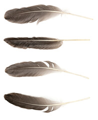 Natural bird feathers isolated on a white background. Big goose feathers.