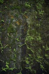 Sticker - Vertical shot of moss on an old concrete wall