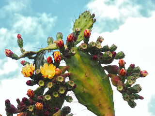 Wall Mural - Closeup of blossoms of a prickly pear cactus with figs in the wild nature