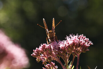 Poster - Beautiful butterfly perching on a flower with folded wings