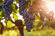A cluster of blue grapes in a vineyard at sunset