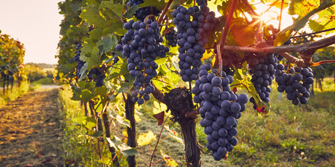 Vineyard with a bunch of blue grapes with the sun in the background