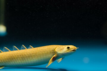 Wall Mural - yellow coloration Polypterus senegalus, cute and funny nocturnal carnivore, bottom dweller in pet shop tank, rare primitive freshwater fish on sale