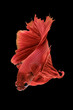 Red betta fish spread tail-feathers, siamese fighting fish, betta splendens (Halfmoon betta) isolated on black background.