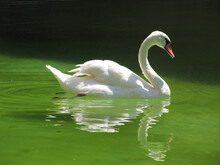 White Swan In A Lake With Green Water And Its Perfect Reflection