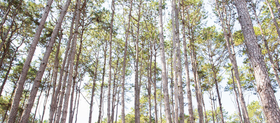 Wall Mural - scenic view of pine forest with sunlight in the morning. environment background. natural park.