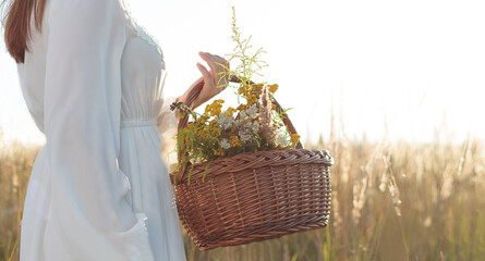 Wall Mural - Harvested herbs in a basket, field flowers. Alternative medicine - copy space, banner.