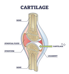 Wall Mural - Cartilage elastic tissue location in body and leg structure outline diagram. Labeled educational description with healthy side view of orthopedic components vector illustration. Medical joint scheme.