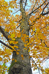 Wall Mural - Oak red (Quercus rubra L.) in autumn. Trunk and crown fragment against the sky
