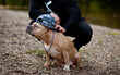 Man with Funny American Bully pet dog in a cap on location in nature