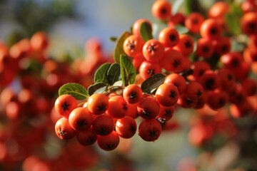 Poster - Rowan growing on the tree