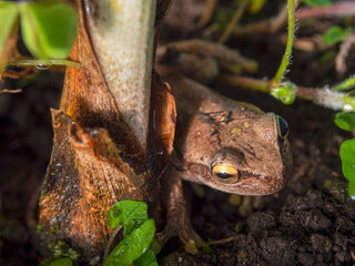 Macro photography of a brown tree frog hidden behind a plant. Captured in a garden near the town of Arcabuco, in central Colombia.