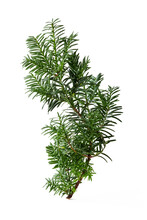 Yew Twig (Taxus Baccata) On White Background