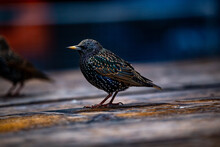 Common Starling On Brown Wooden Surface