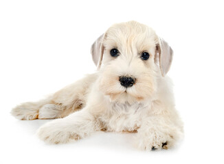 Canvas Print - puppy miniature schnauzer in studio