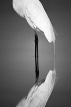 Great Egret (Casmerodius Albus) Reflection