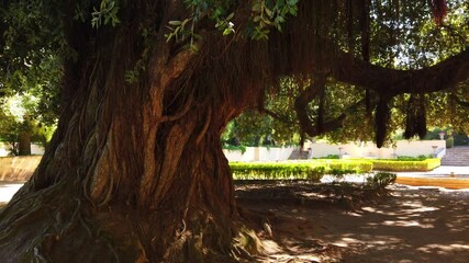 Wall Mural - An old willow growing in the park