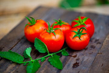 five delicious red tomatoes lie on a dark background