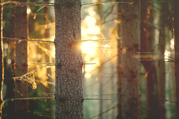 Vintage forest background. Nature background. Spring time.