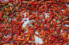 Red Chilli Peppers Drying In The Sun