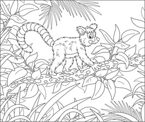 Wall Mural - Exotic tropical Madagascar lemur with a very long striped tail walking in thickets of a rainforest, black and white outline vector cartoon illustration for a coloring book page