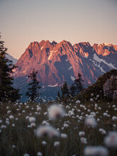 Glowing Mountain And Cotton Grass Field.
