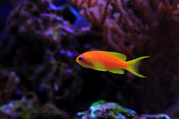 Sticker - Lyretail Anthias Coralfish - (Pseudanthias squamipinnis)
