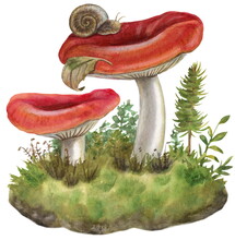 Watercolor Botanical Illustration, Russula Mushrooms, Snail, Leaves, Moss.