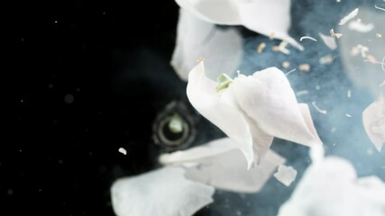 Super slow motion of exploding head of white rose, frozen by liquid nitrogen. Beautiful flower abstract shot. Filmed on high speed cinema camera, 1000fps.