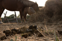 Heap Of Horse Dung Close Up. In The Background, A Horse In The Rays Of The Sunset