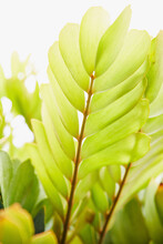 Close-up Of Green Tropical Plant