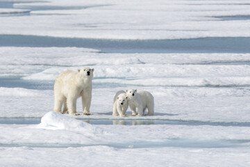 wild polar bear (ursus maritimus) mother and cub on the pack ice